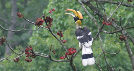 Birding Tour 